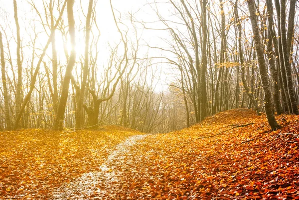 太陽の光の下で赤い乾燥した葉と秋の森 美しい旅行の背景 — ストック写真