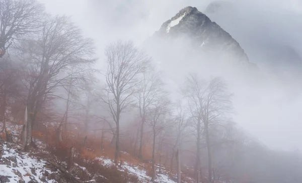 鬱蒼とした霧の中で赤い森とマウントスロープ 美しい山の旅の背景 — ストック写真