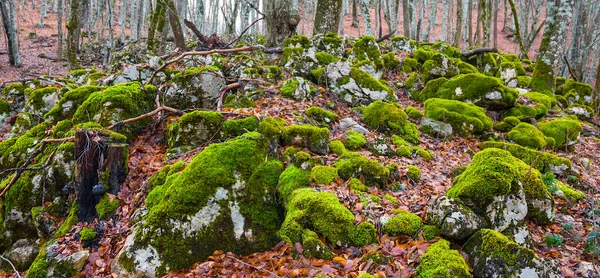 Ліс Камінням Покритим Червоним Сухим Листям — стокове фото