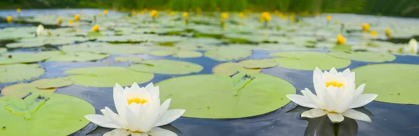 湖に浮かぶ白い睡蓮と夏の田園風景 — ストック写真