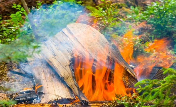 closeup camp fire in the forest, summer travel hiking background