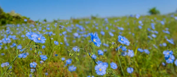 Wide Summer Prairie Beautiful Blue Flowers Summer Outdoor Natural Background — Stock Photo, Image