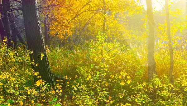Sonbahar Ormanı Sabah Güneşinin Işığında Kapanıyor — Stok fotoğraf