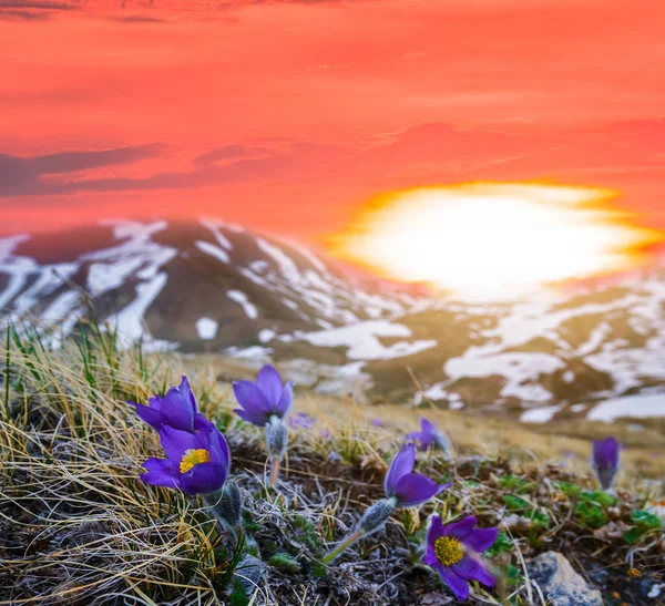 Fleurs Violettes Sauvages Poussent Sur Pente Mont Coucher Soleil Rouge — Photo