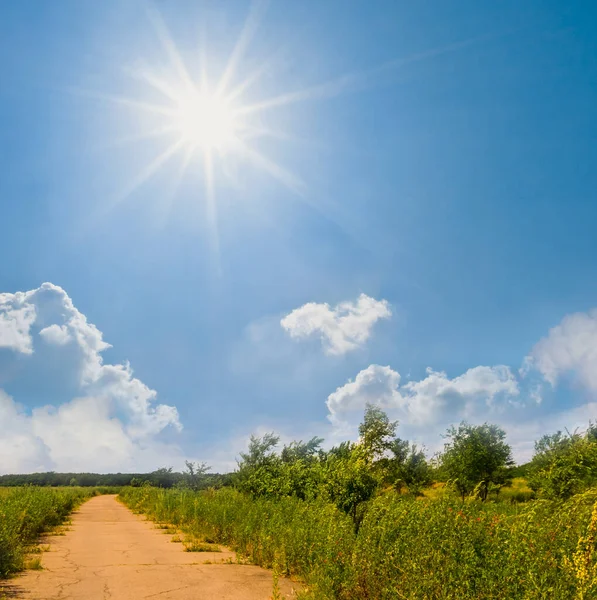 Yazın Yeşil Çayırda Toprak Yolda Güneşli Yaz Gününde — Stok fotoğraf