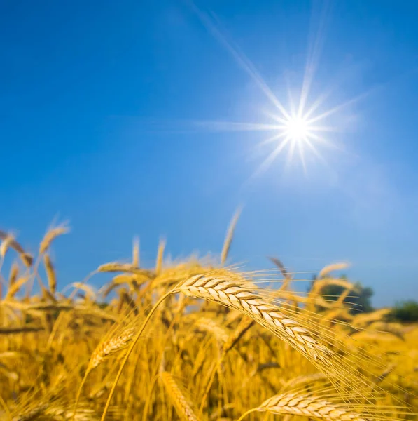 Close Gouden Tarwe Veld Onder Een Glinsterende Zon Zomer Agrarische — Stockfoto