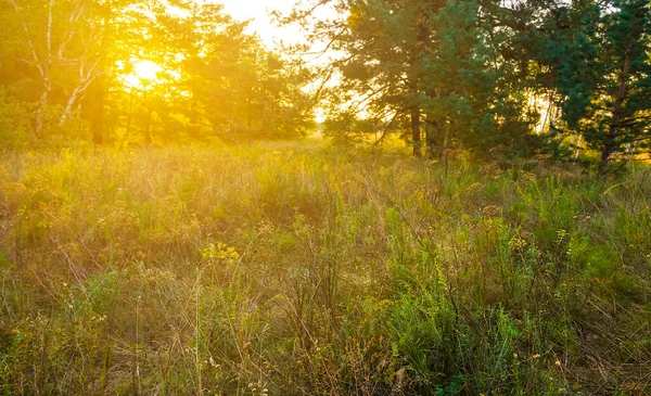 Letnia Polana Leśna Świetle Wieczornego Słońca Zewnętrzne Naturalne Tło — Zdjęcie stockowe