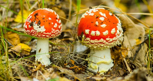 Par Close Cogumelo Flyagaric Uma Floresta — Fotografia de Stock