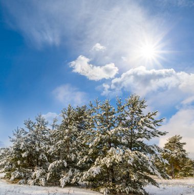 Soğuk, güneşli bir günde, kar altında çam ağacı ormanı.