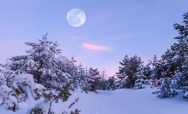 Winter Schönen Kiefernwald Schnee Unter Einem Riesigen Mond Winter Dämmerung — Stockfoto