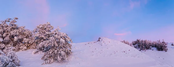 Winter Schneegebundene Kiefernwald Der Dämmerung Breite Winter Natürlichen Hintergrund — Stockfoto