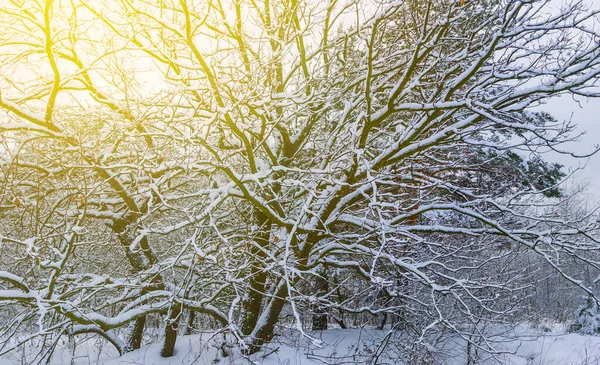 Floresta Nevada Inverno Uma Luz Sol — Fotografia de Stock