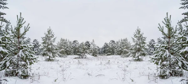 Tall Skog Snö Vinter Utomhus Resa Bakgrund — Stockfoto