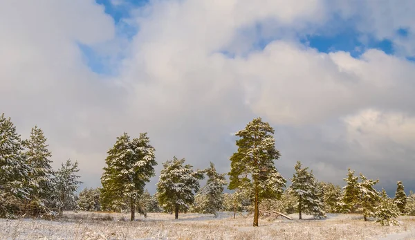 在雪地里的松树林 冬季户外旅行背景 — 图库照片