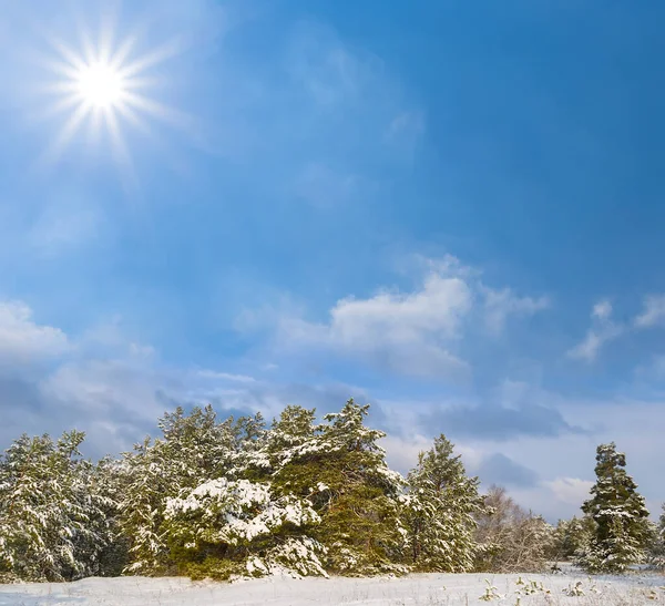 Zimowy Las Sosnowy Śniegu Chłodny Słoneczny Dzień — Zdjęcie stockowe