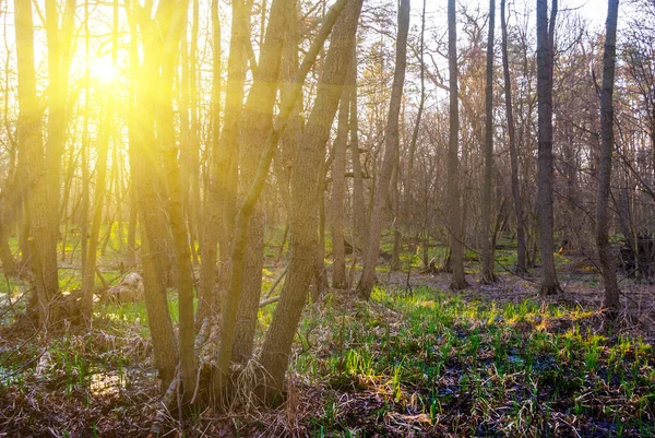 在灿烂的阳光下 春天的森林一片苍翠 — 图库照片