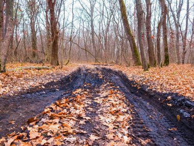 Ormanda kirli zemin yolu