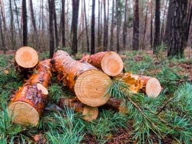 Ormandaki ağaç gövdesi yığını, ormanların yok edilmesi ekolojik arka plan