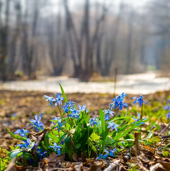 Heap Beautiful Blue Scilla Snowdrop Flowers Forest Beautiful Spring Outdoor — Stock Photo, Image