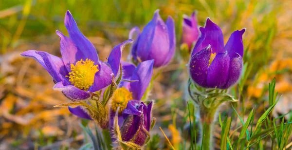 森のグレードで美しい野生の紫色の鐘の花を閉じ 良い春の屋外自然背景 — ストック写真