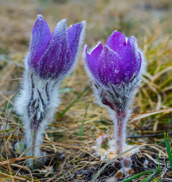 Closeup Beautiful Wild Violet Bell Flowers Forest Glade Good Spring — Stock Photo, Image