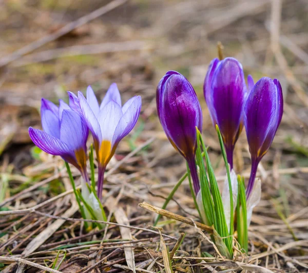 Nahaufnahme Schöne Wilde Violette Krokusblüten Einem Trockenen Gras Guter Frühling — Stockfoto