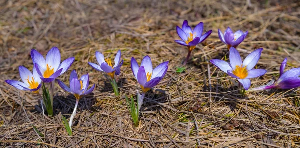 Närbild Vacker Vild Violett Krokus Blommor Ett Torrt Gräs Bra — Stockfoto