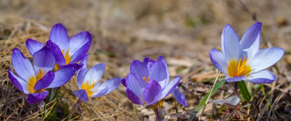 Närbild Vacker Vild Violett Krokus Blommor Ett Torrt Gräs Bra — Stockfoto