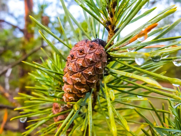 Closeup Cone Pine Tree Branch Natural Outdoor Background — Stock Photo, Image