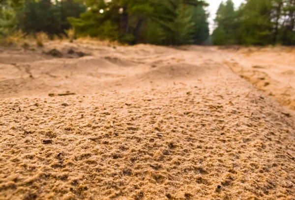 Primer Plano Camino Arenoso Bosque Fondo Natural — Foto de Stock