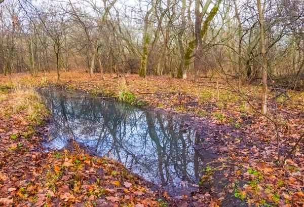 Small Pond Autumn Forest — Stock Photo, Image