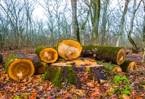 森林中树干的特写堆 森林砍伐和生态背景 — 图库照片