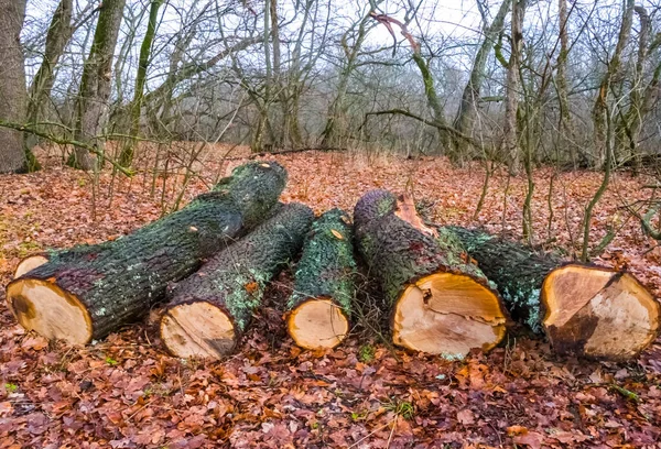 Närbild Hög Med Trädstam Skogen Avskogning Ekologisk Bakgrund — Stockfoto