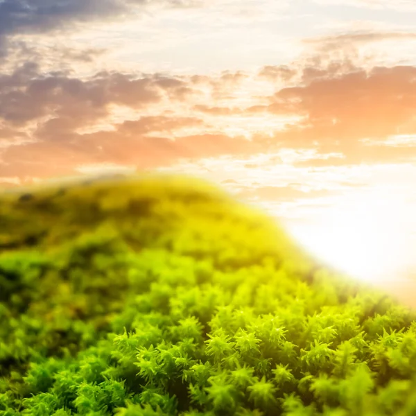 Крупным Планом Зеленый Мох Лучах Вечернего Солнца — стоковое фото