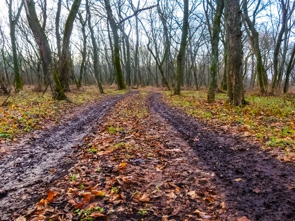 Брудна Земляна Дорога Через Ліс — стокове фото