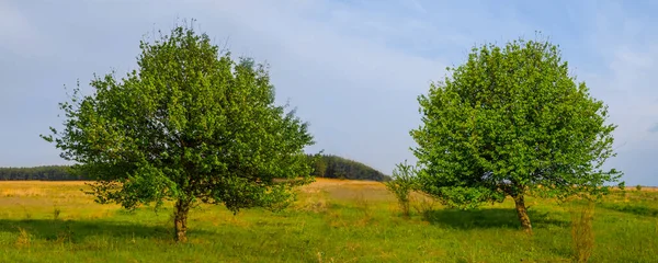 Paar Groene Boomgroei Prairie Zomer Outdoor Landschap — Stockfoto