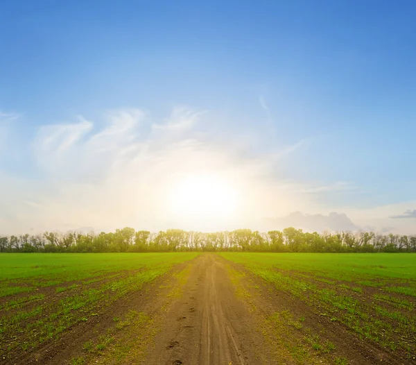 宁静的落日笼罩着绿色的乡村田野 新鲜的农业背景 — 图库照片