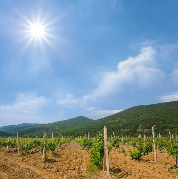 Weinberg Gebirgstal Sonnigen Tag — Stockfoto