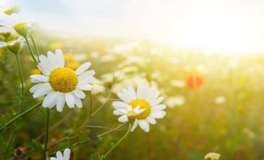Yakın plan beyaz papatya çiçekleri gün batımında bir çayırda, doğal yaz çayır arka planı