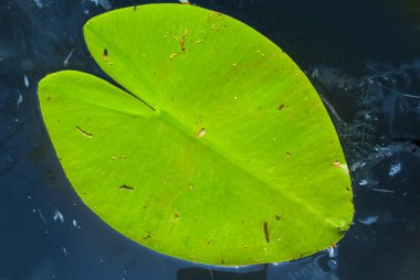 Kapalı yeşil su nilüfer yaprağı suyun üzerinde yüzer, yaz aylarında doğal arka plan