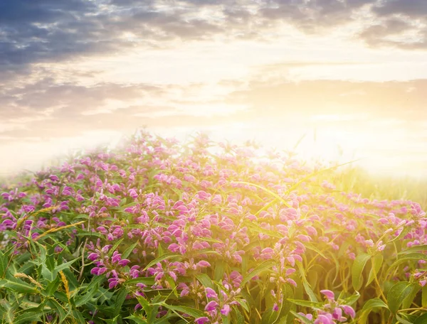 Grön Kulle Täckt Gräs Och Blommor Vid Solnedgången — Stockfoto