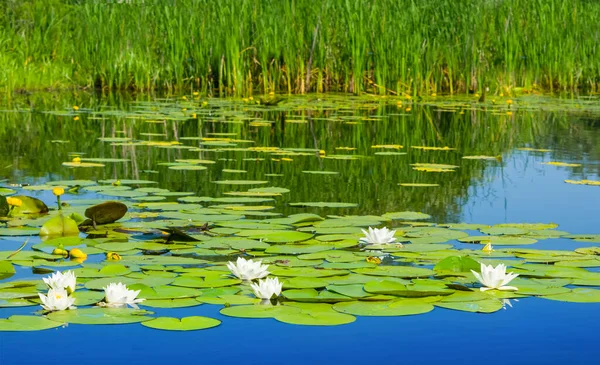 夏天的河流 白色的百合花漂浮在水面上 夏天的室外背景 — 图库照片