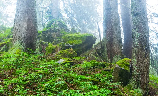 Primo Piano Foresta Umida Una Fitta Nebbia Blu — Foto Stock