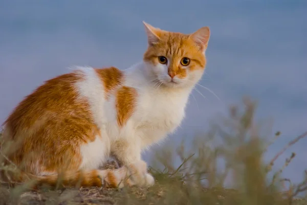 Aufmerksamen Schönen Roten Katze Sitzen Und Schauen — Stockfoto