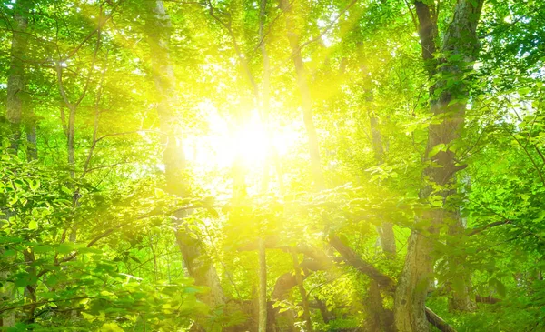 Scintilla Sole Spingere Attraverso Foglie Degli Alberi Sfondo Della Foresta — Foto Stock