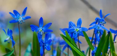 Ormanda bir yığın mavi bahar karı, güzel doğal bahar arkaplanı.