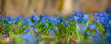 Ormanda bir yığın mavi bahar karı, güzel doğal bahar arkaplanı.