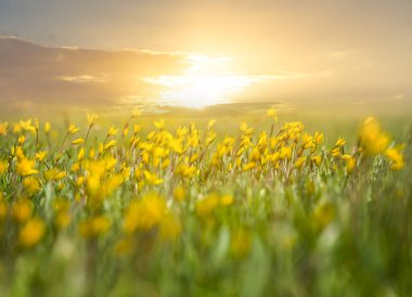 Kapalı sarı bahar çiçekleri günbatımında çimlerin üzerinde, doğal mevsimlik arka plan