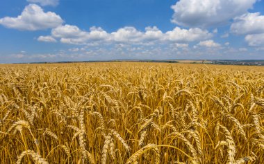 Yazın kapanışı Altın Buğday Tarlası, kırsal tarım arka planı