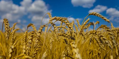 Yazın kapanışı Altın Buğday Tarlası, kırsal tarım arka planı